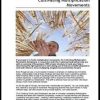 Church Transition: Coaching Guide with Storyboard